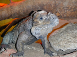 Terrario per iguana 1173 0 terrario iguana_ok